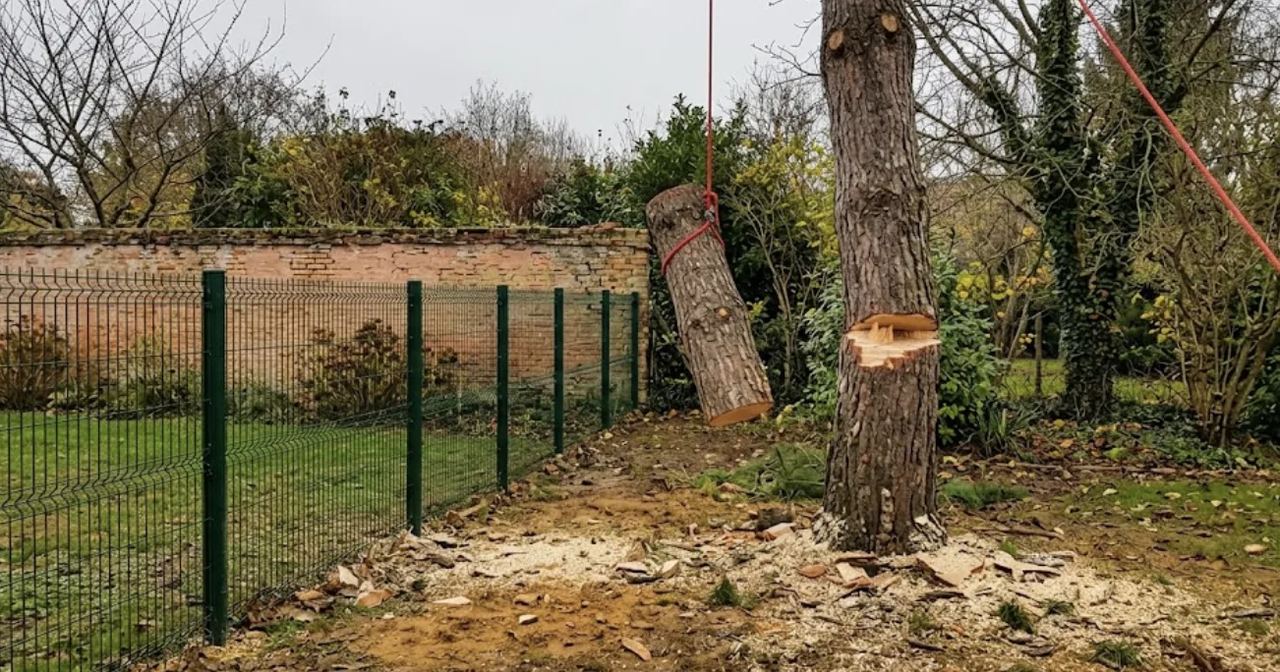 Pin en cours de démontage par rétention dans un jardin clos à Balma