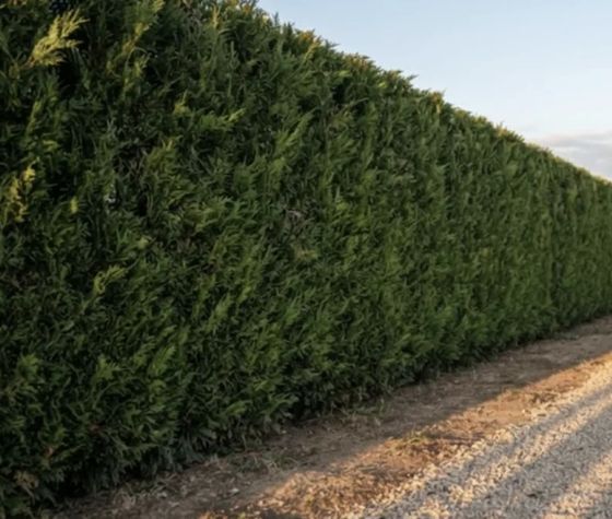 Rideau de cyprès taillé sur 40 mètres, allée dégagée, L'Union