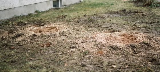 Deux emplacements de souches rognées et mis à niveau, Quint-Fonsegrives